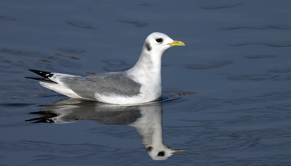 krykkje - ML645252280