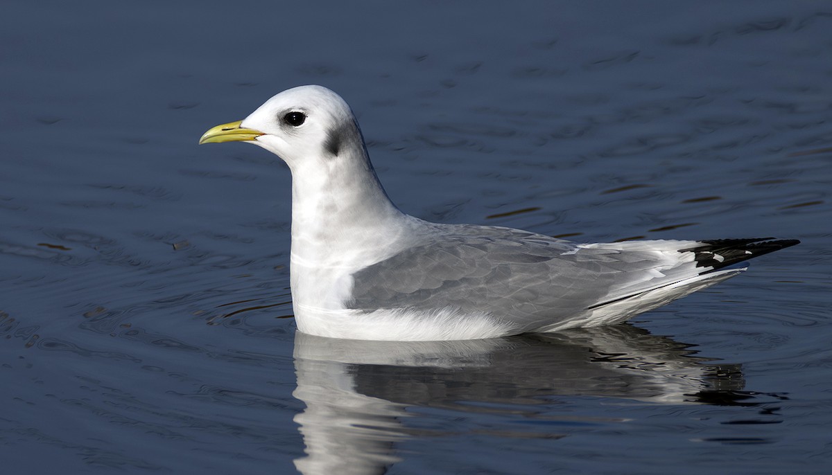 krykkje - ML645252281