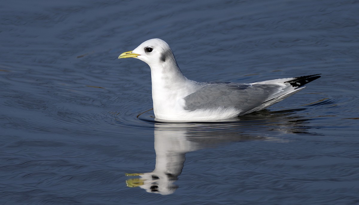 krykkje - ML645252282