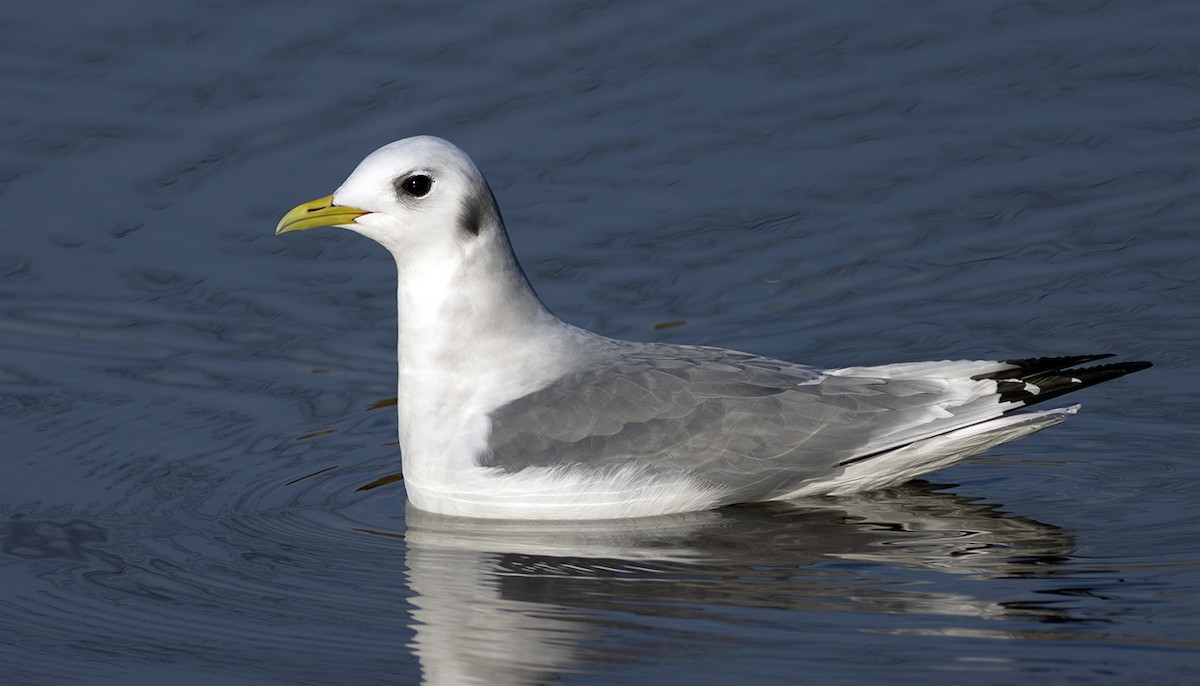 krykkje - ML645252283