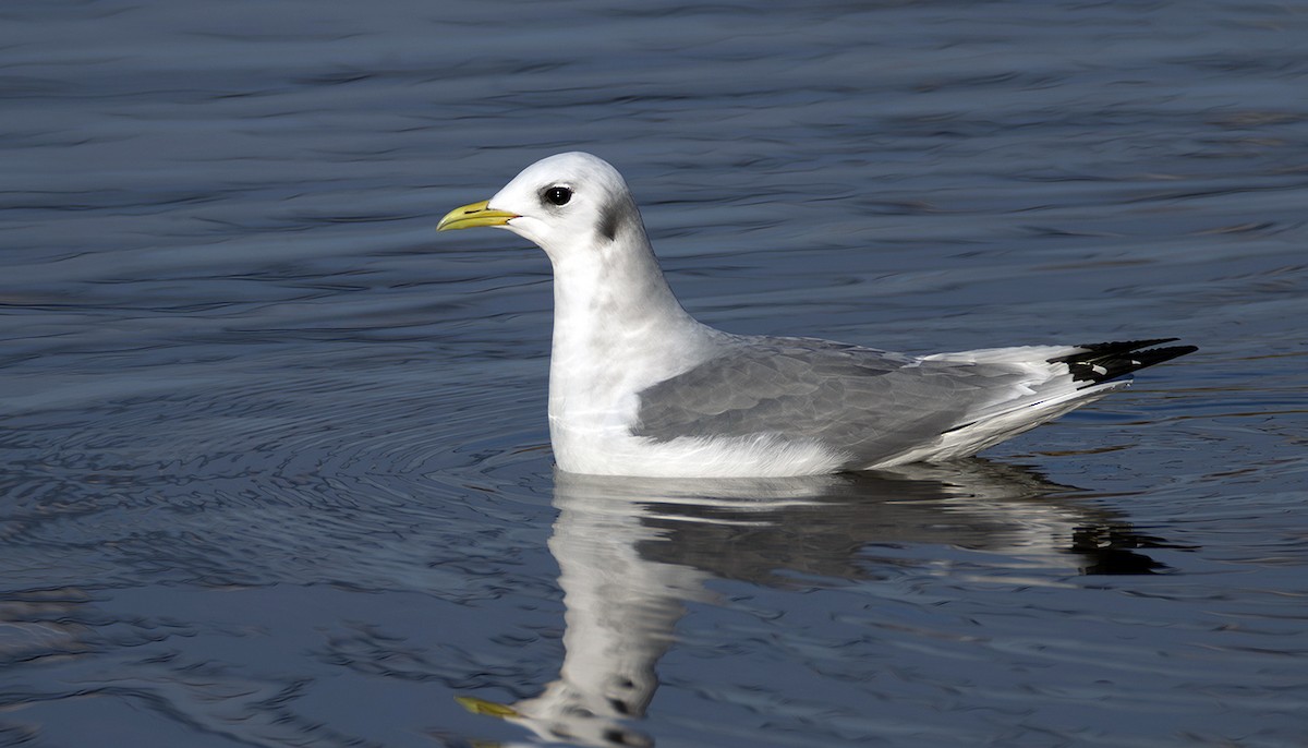 krykkje - ML645252284