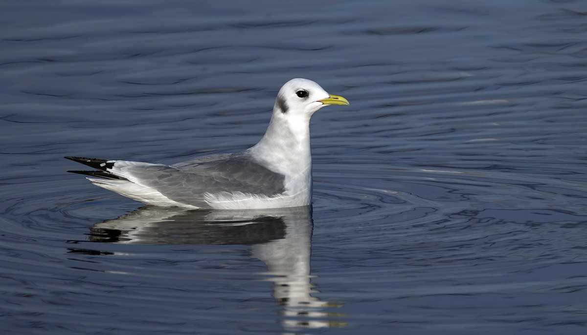 krykkje - ML645252285