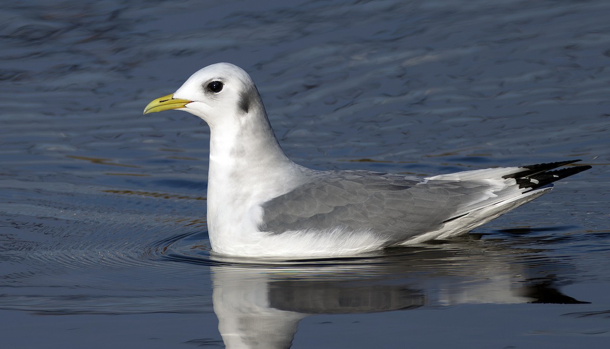 krykkje - ML645252286