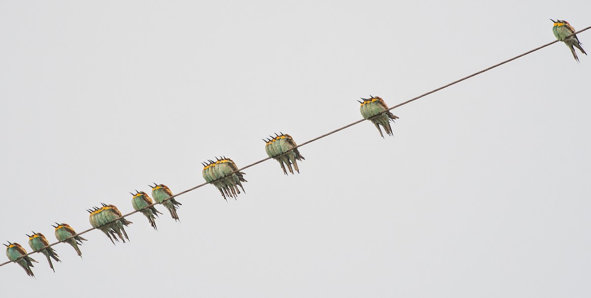 European Bee-eater - ML645252288