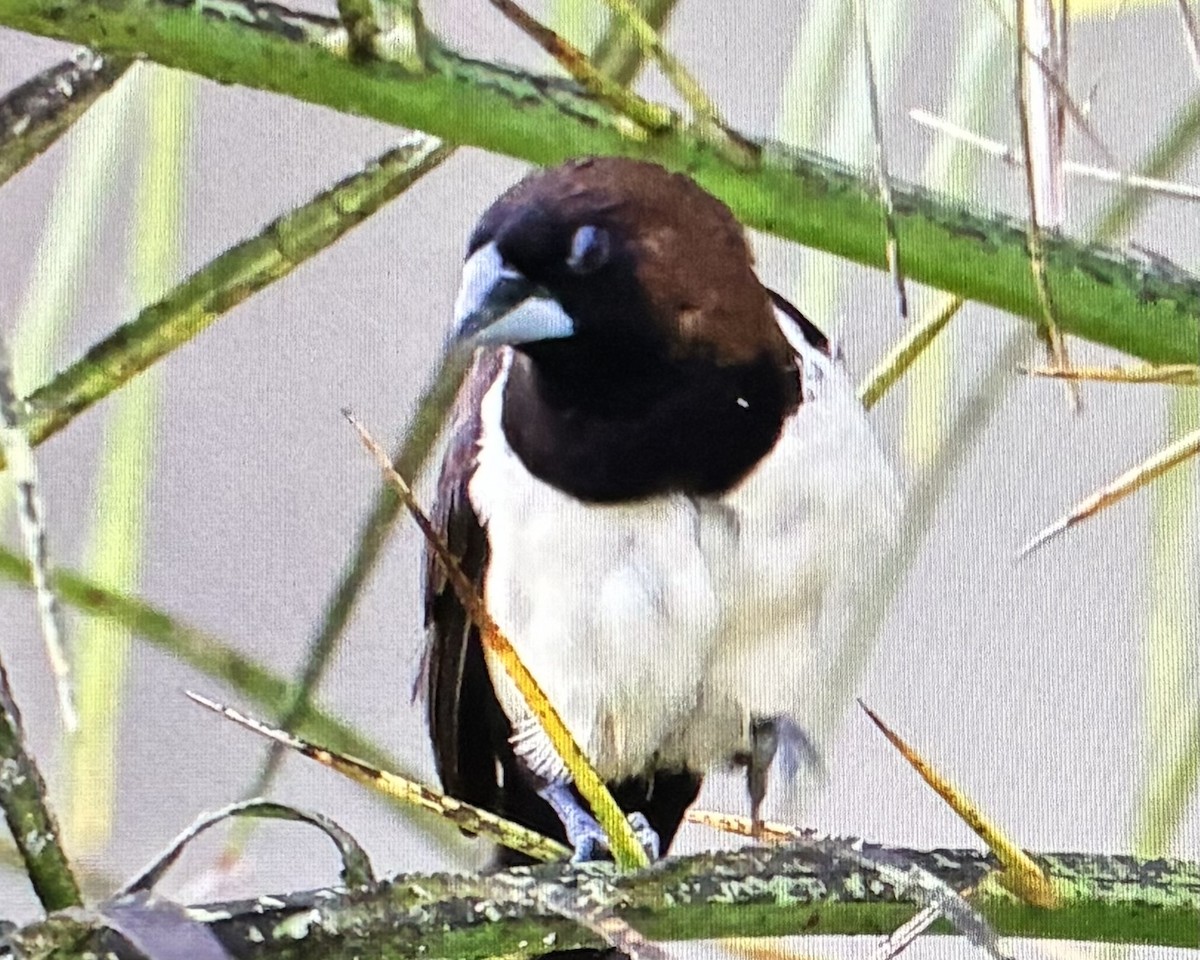 Javan Munia - ML645252292