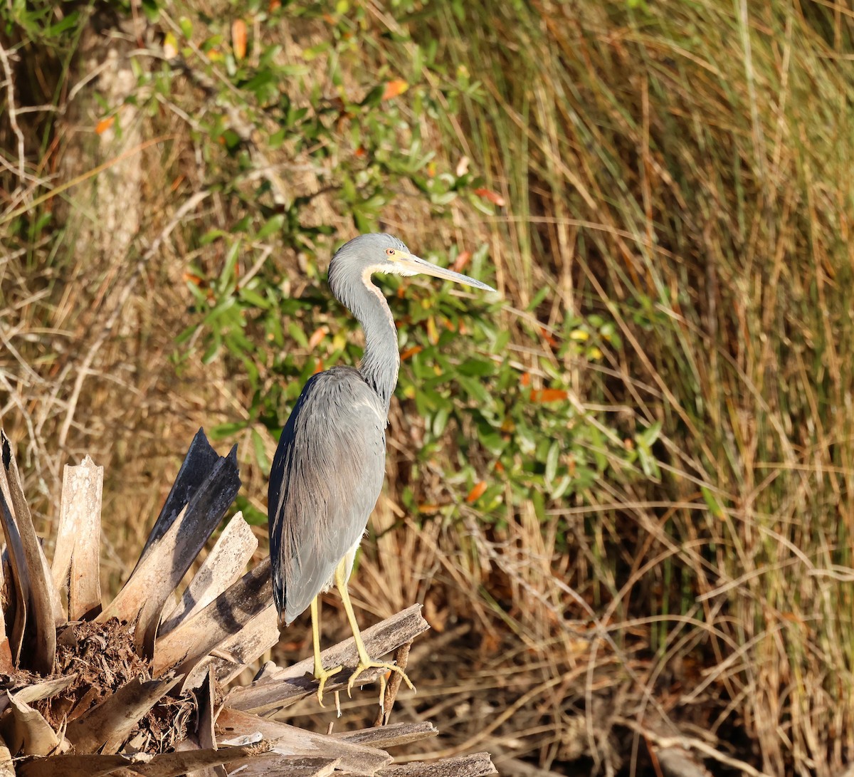 Tricolored Heron - ML645252295