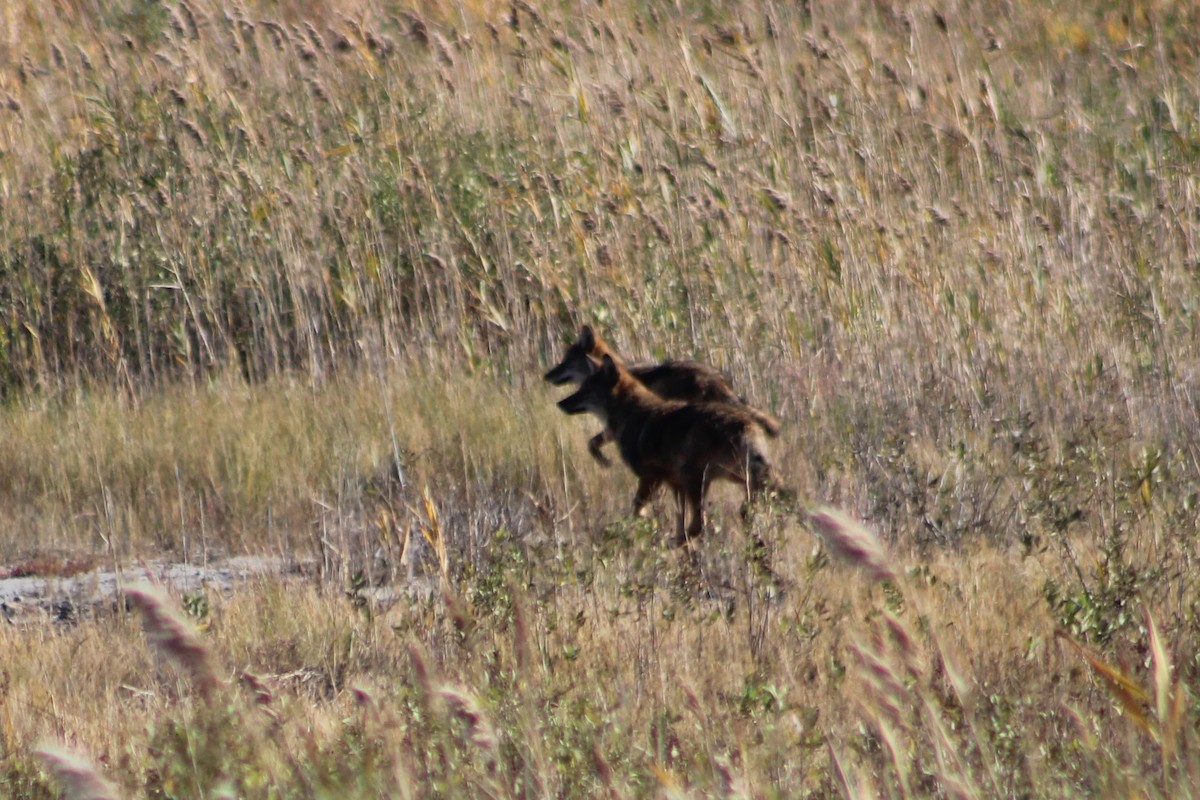 Coyote - ML645252297