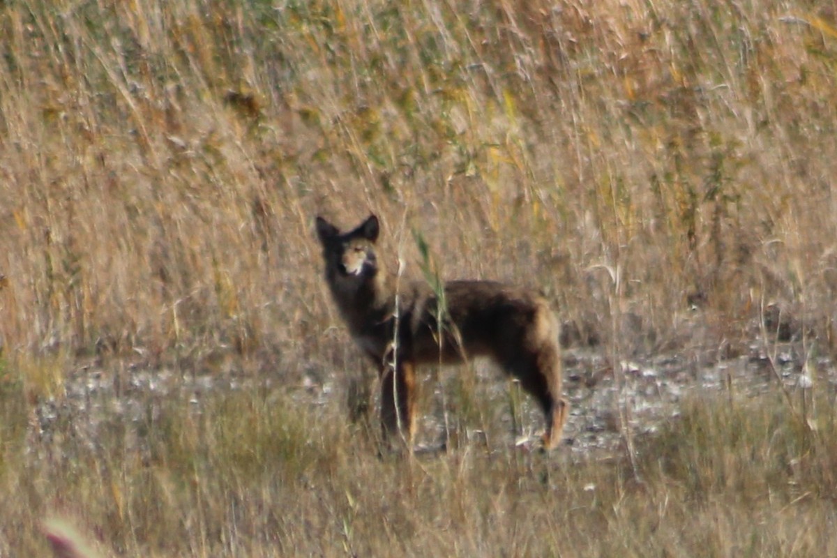 Coyote - ML645252299