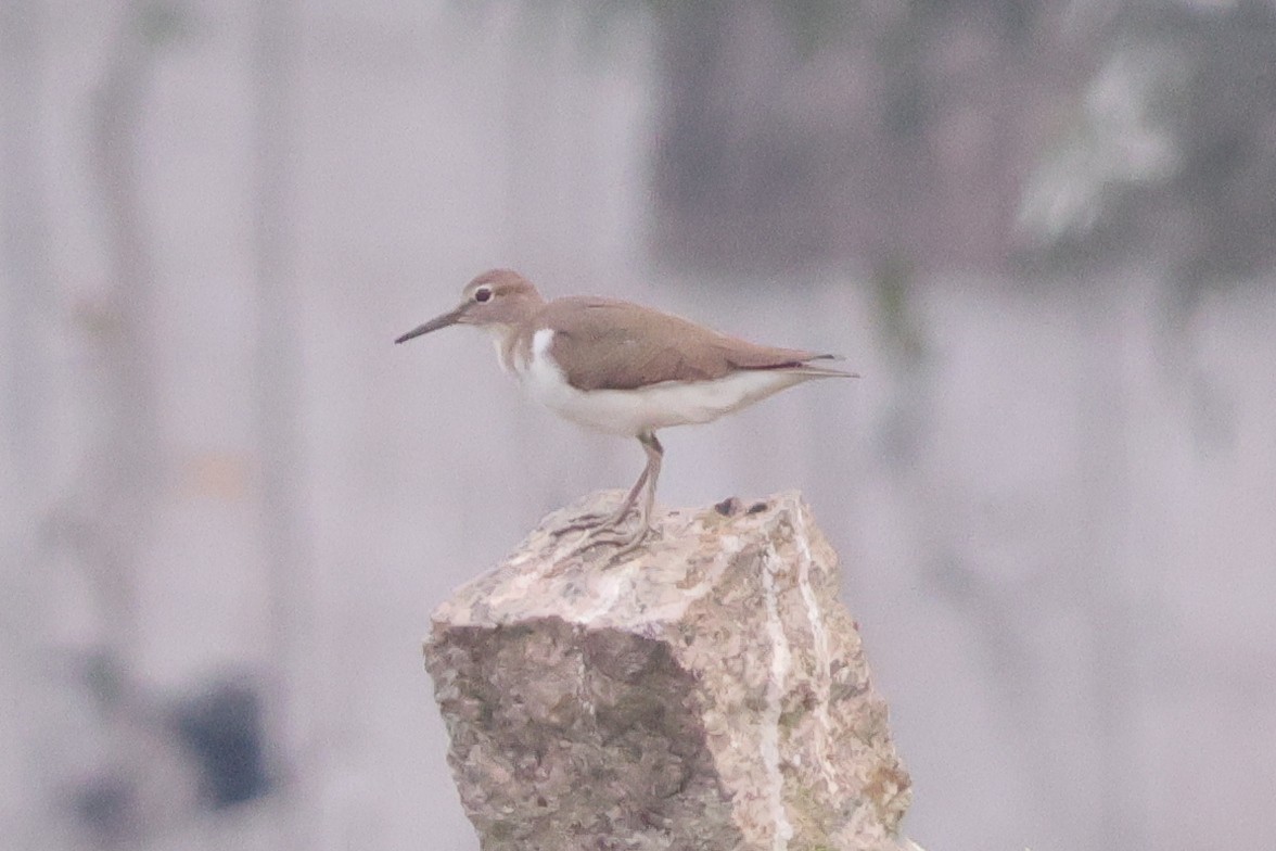 Common Sandpiper - ML645252301