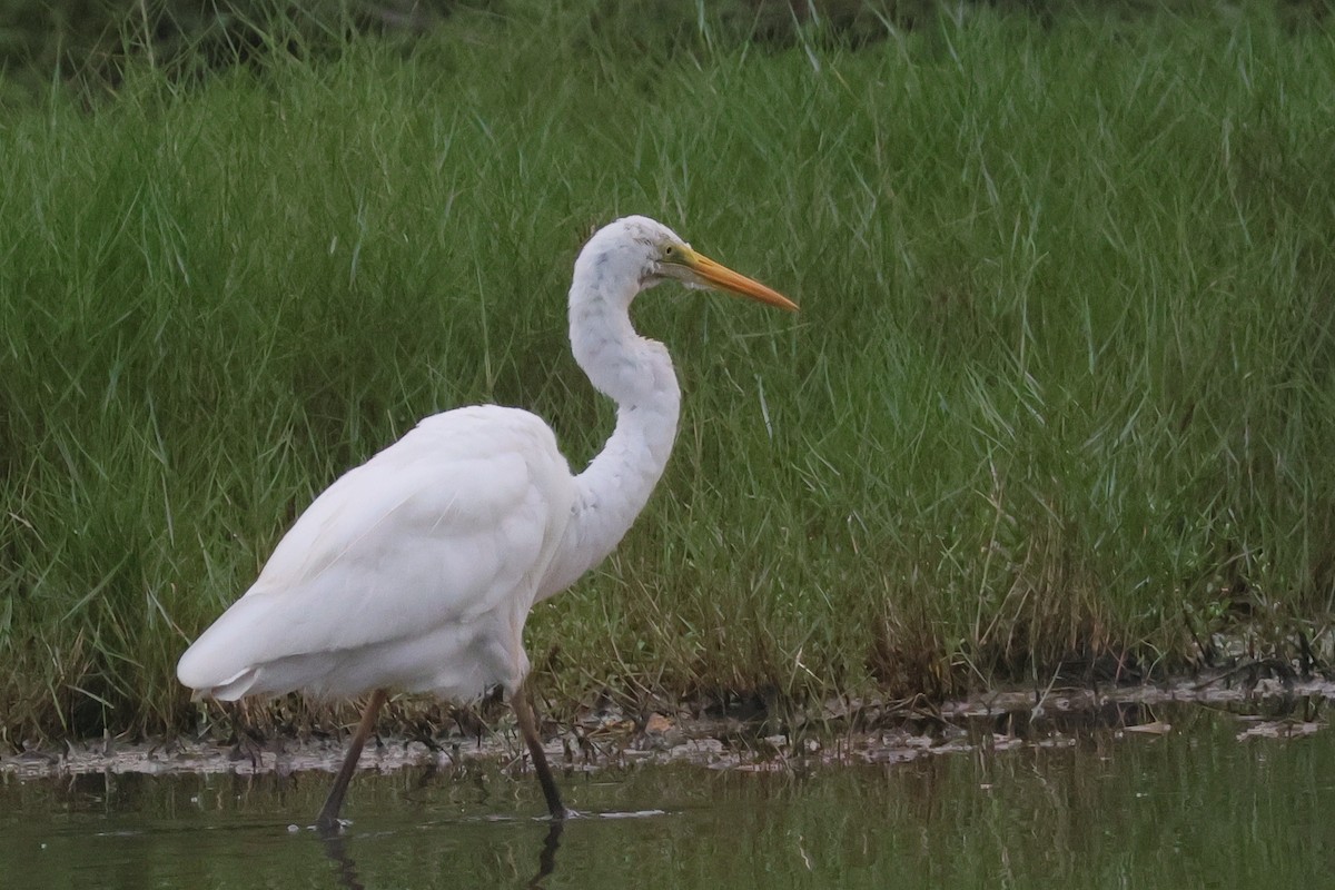 Great Egret - ML645252306