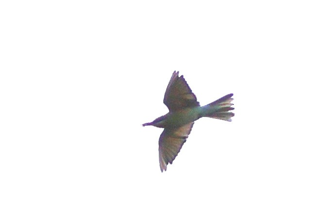Blue-tailed Bee-eater - ML645252311