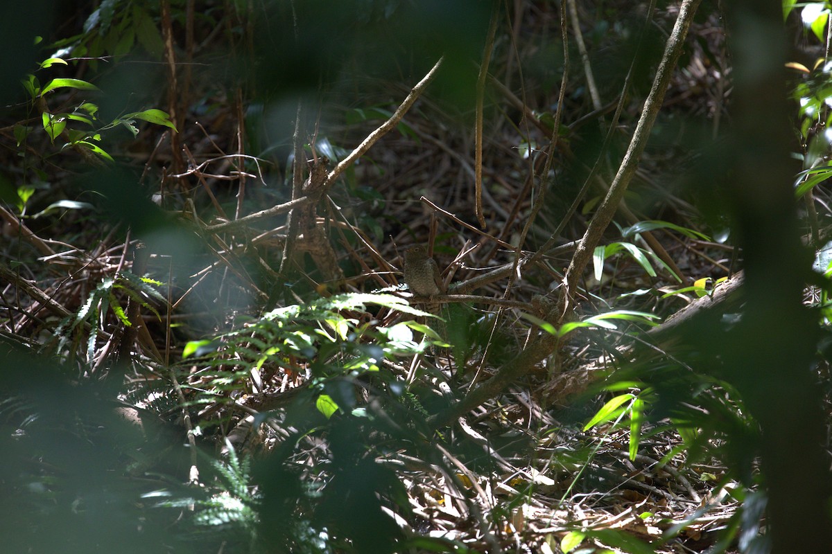 Fan-tailed Cuckoo - ML645252324