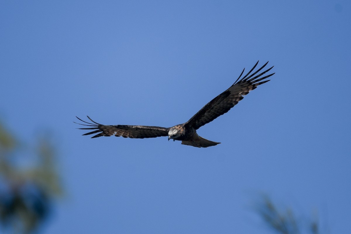 Чубатый коршун - ML645252330