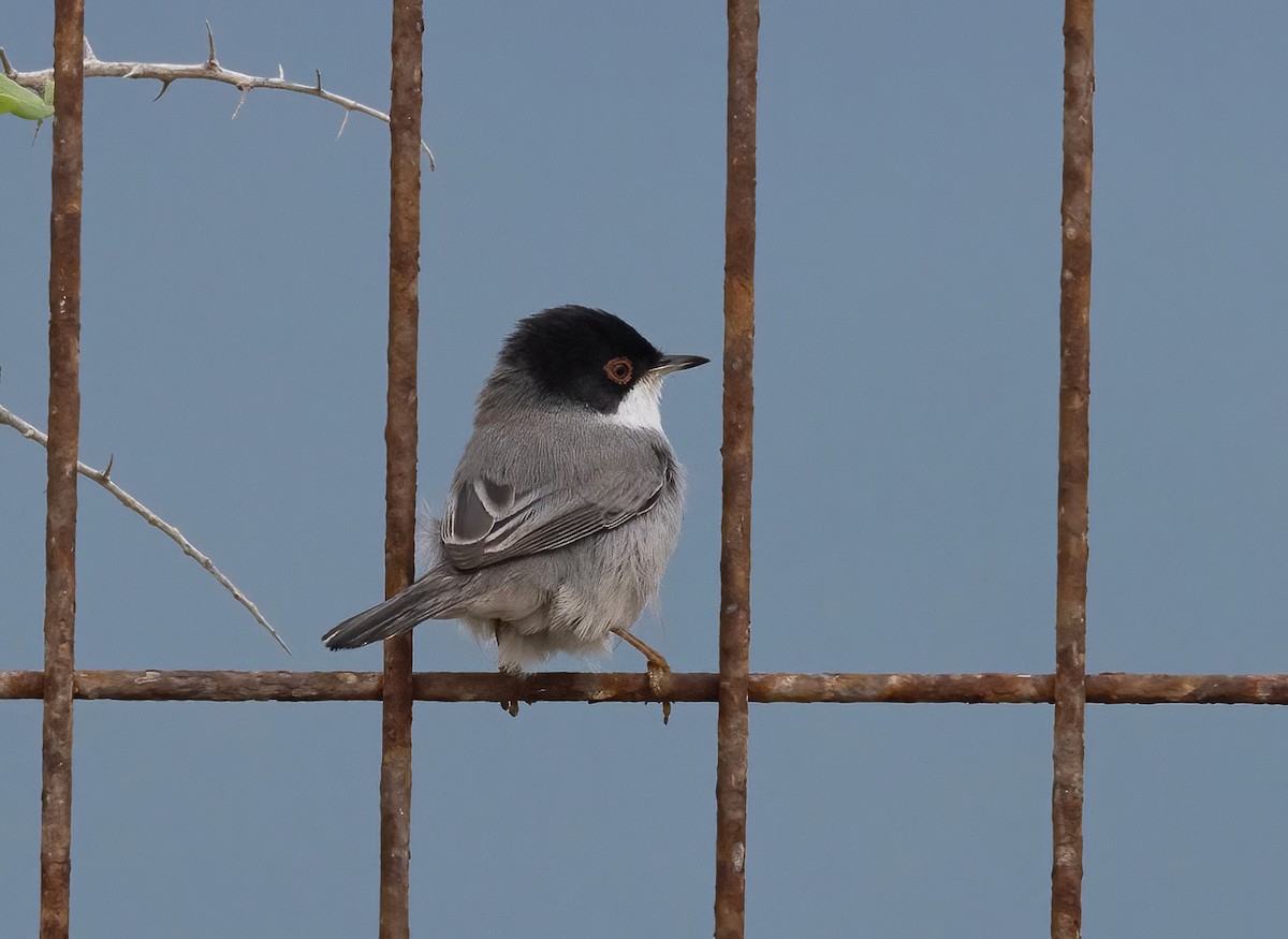 Txinbo burubeltza - ML645252334