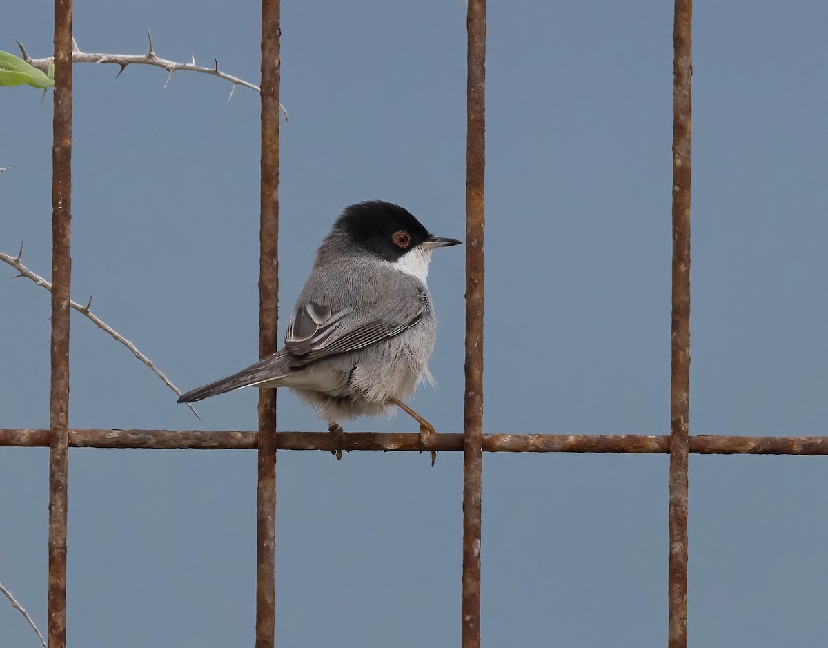 Txinbo burubeltza - ML645252335