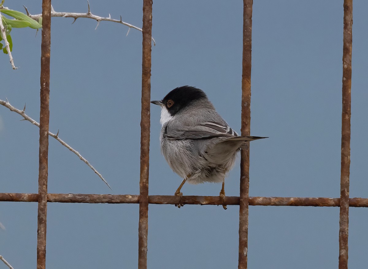 Txinbo burubeltza - ML645252336