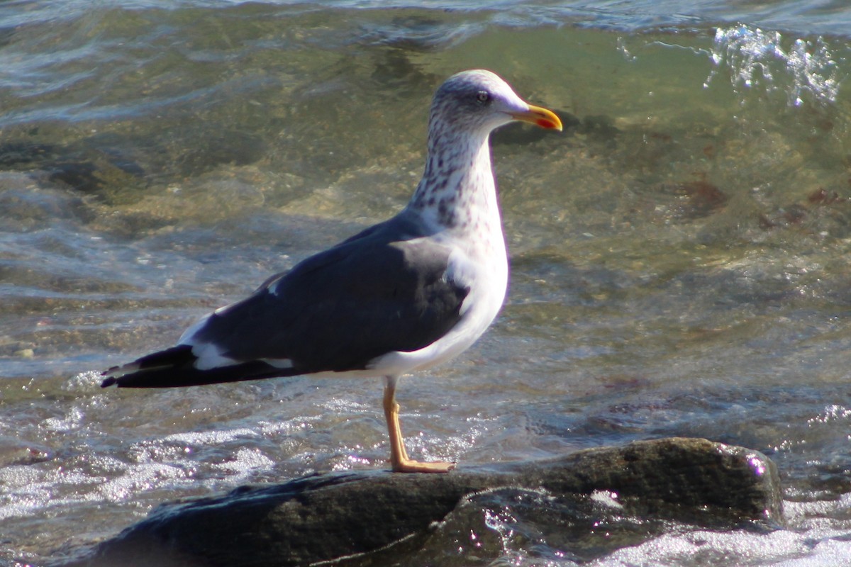 Zafferano - ML645252337