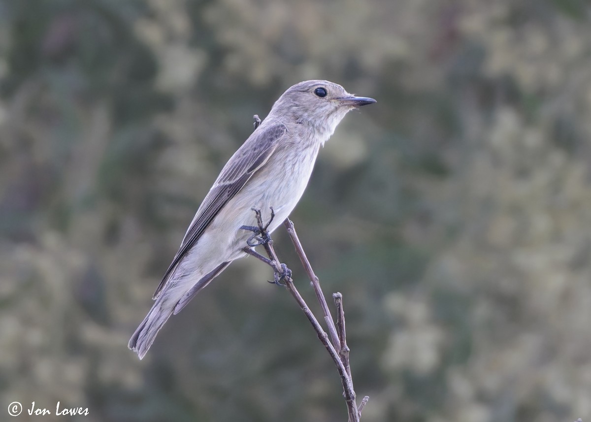 Spotted Flycatcher (Spotted) - ML645252353