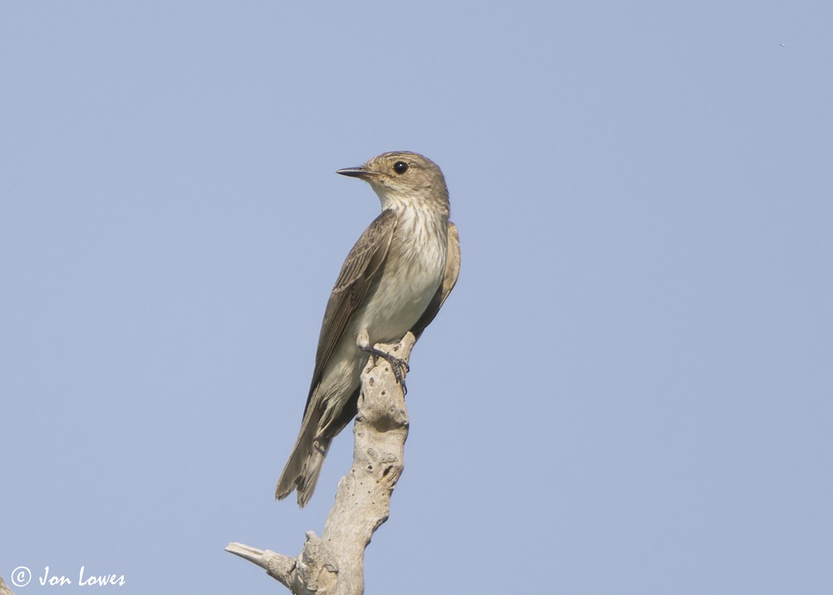 Spotted Flycatcher (Spotted) - ML645252355
