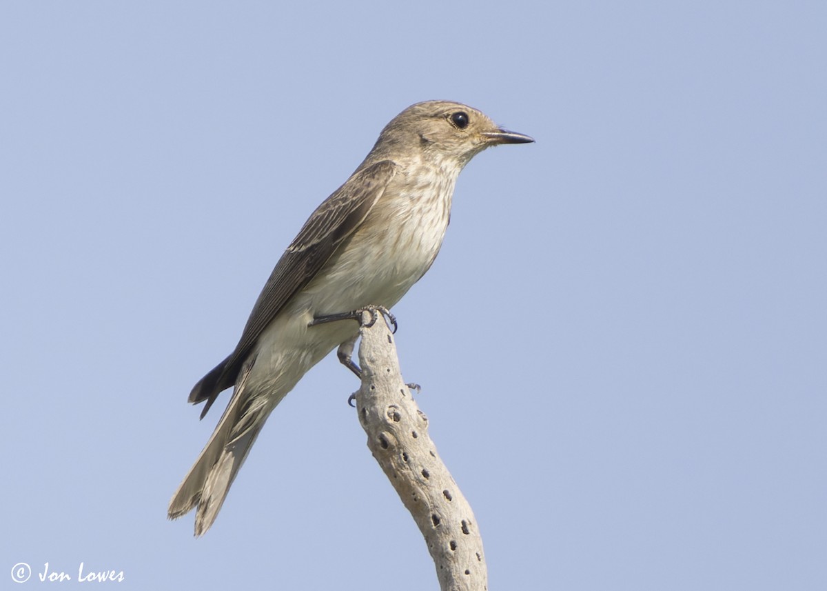 Spotted Flycatcher (Spotted) - ML645252356