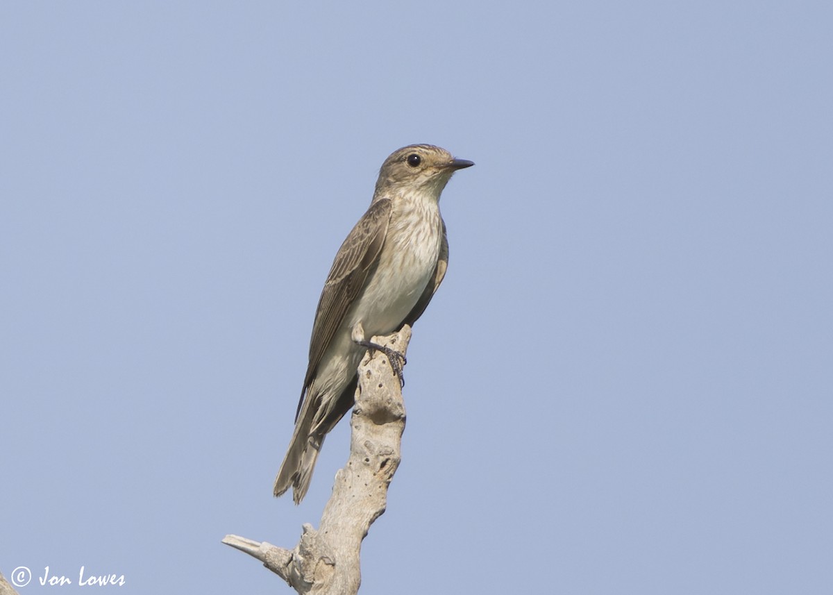 Spotted Flycatcher (Spotted) - ML645252357