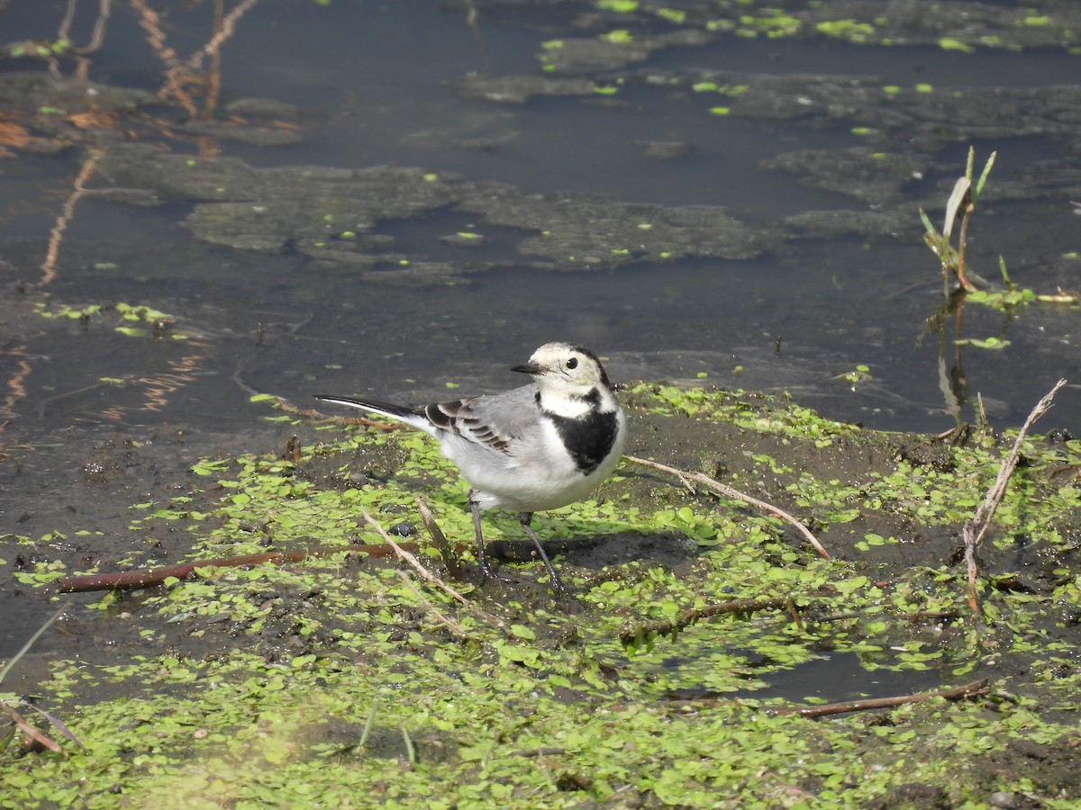 konipas bílý (ssp. alba/dukhunensis) - ML645252361