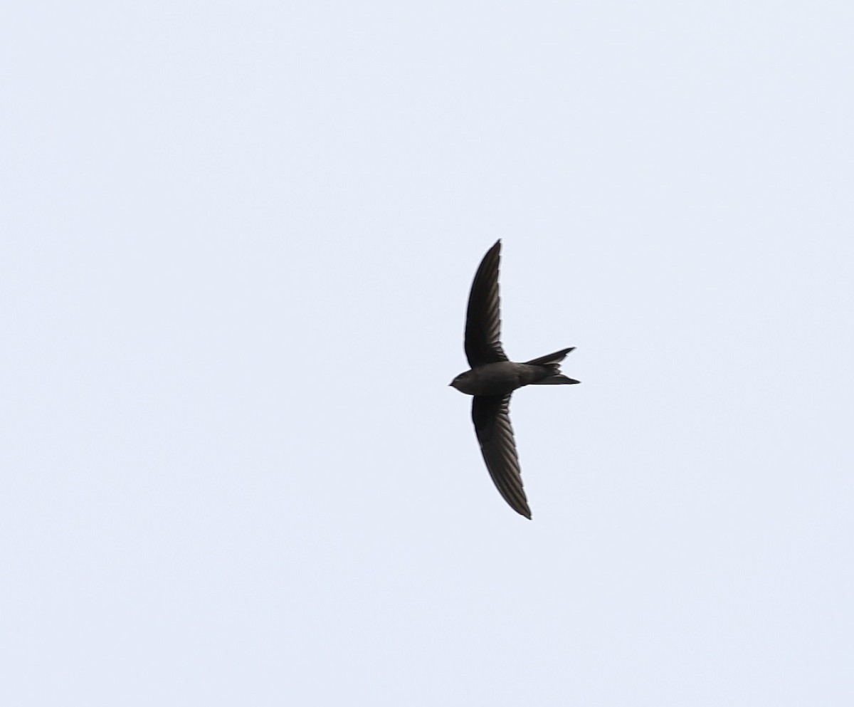 Asian Palm Swift - ML645252379