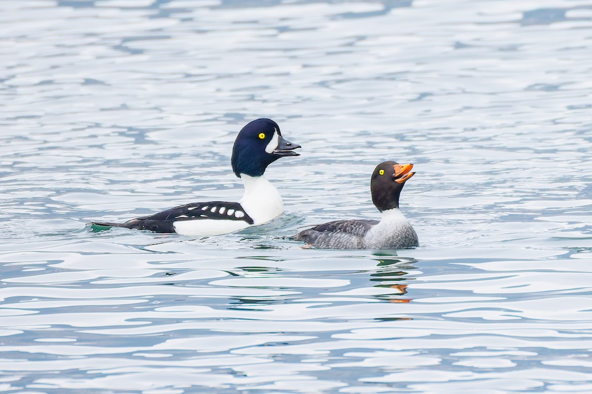 Barrow's Goldeneye - ML645252385
