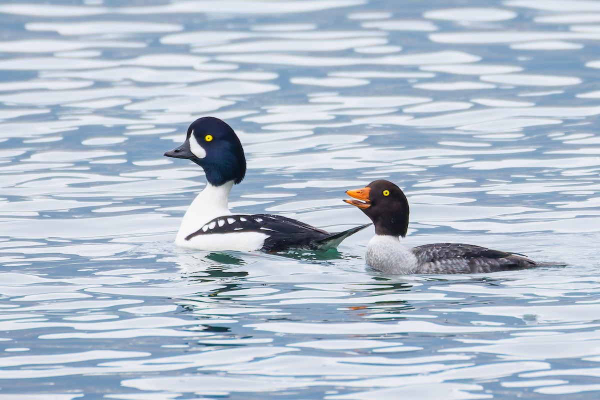 Barrow's Goldeneye - ML645252386