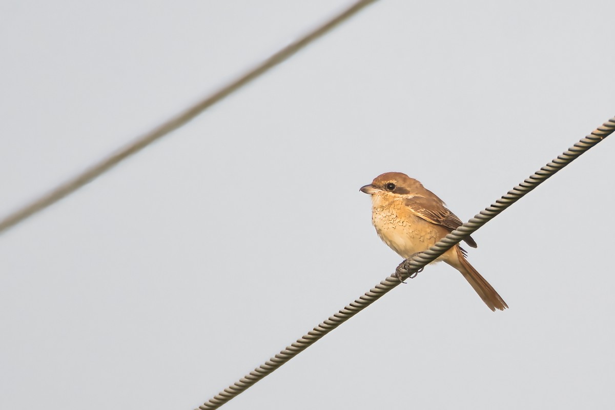 Brown Shrike - ML645252402