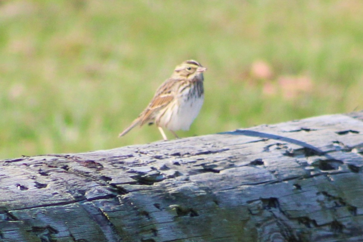 Пасовник савановий - ML645252404