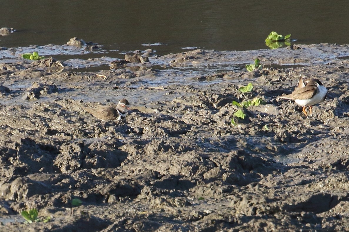 Three-banded Plover - ML645252408