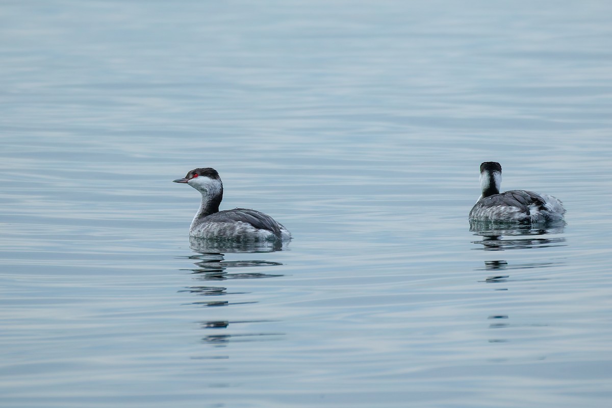 Красношейная поганка - ML645252409