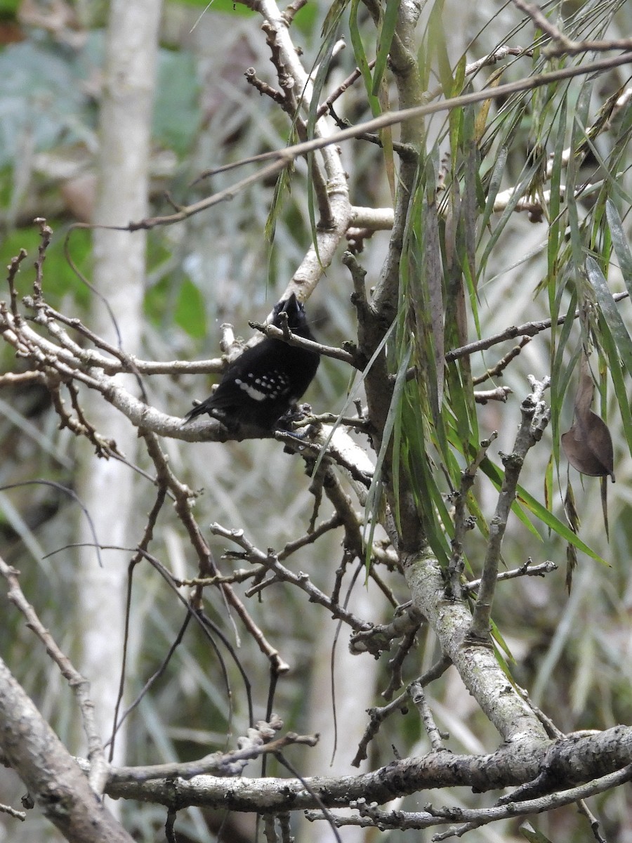 Dot-winged Antwren - ML645252419