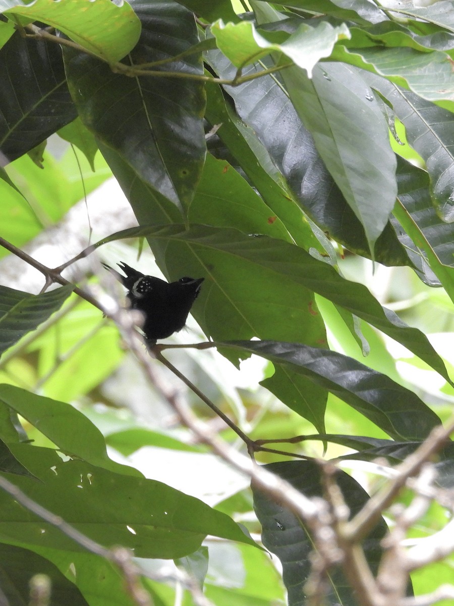 Dot-winged Antwren - ML645252420