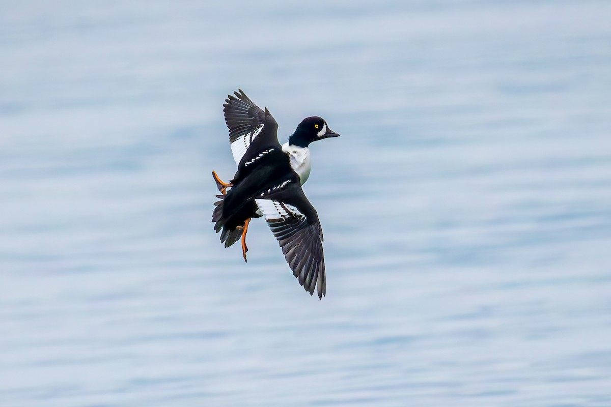 Barrow's Goldeneye - ML645252427