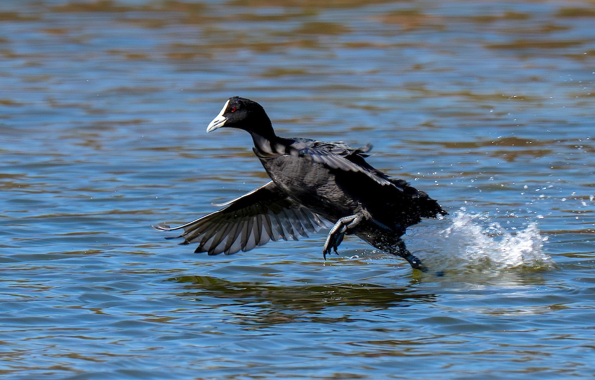 Eurasian Coot - ML645252428