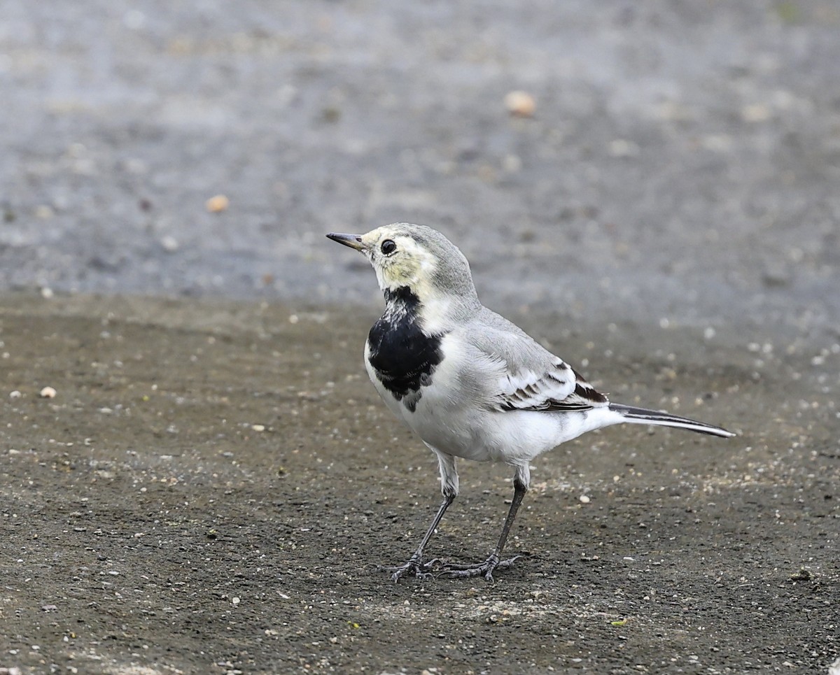 konipas bílý - ML645252447