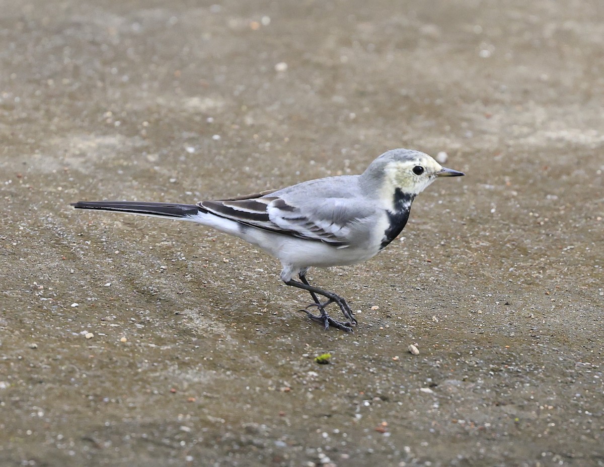 konipas bílý - ML645252448