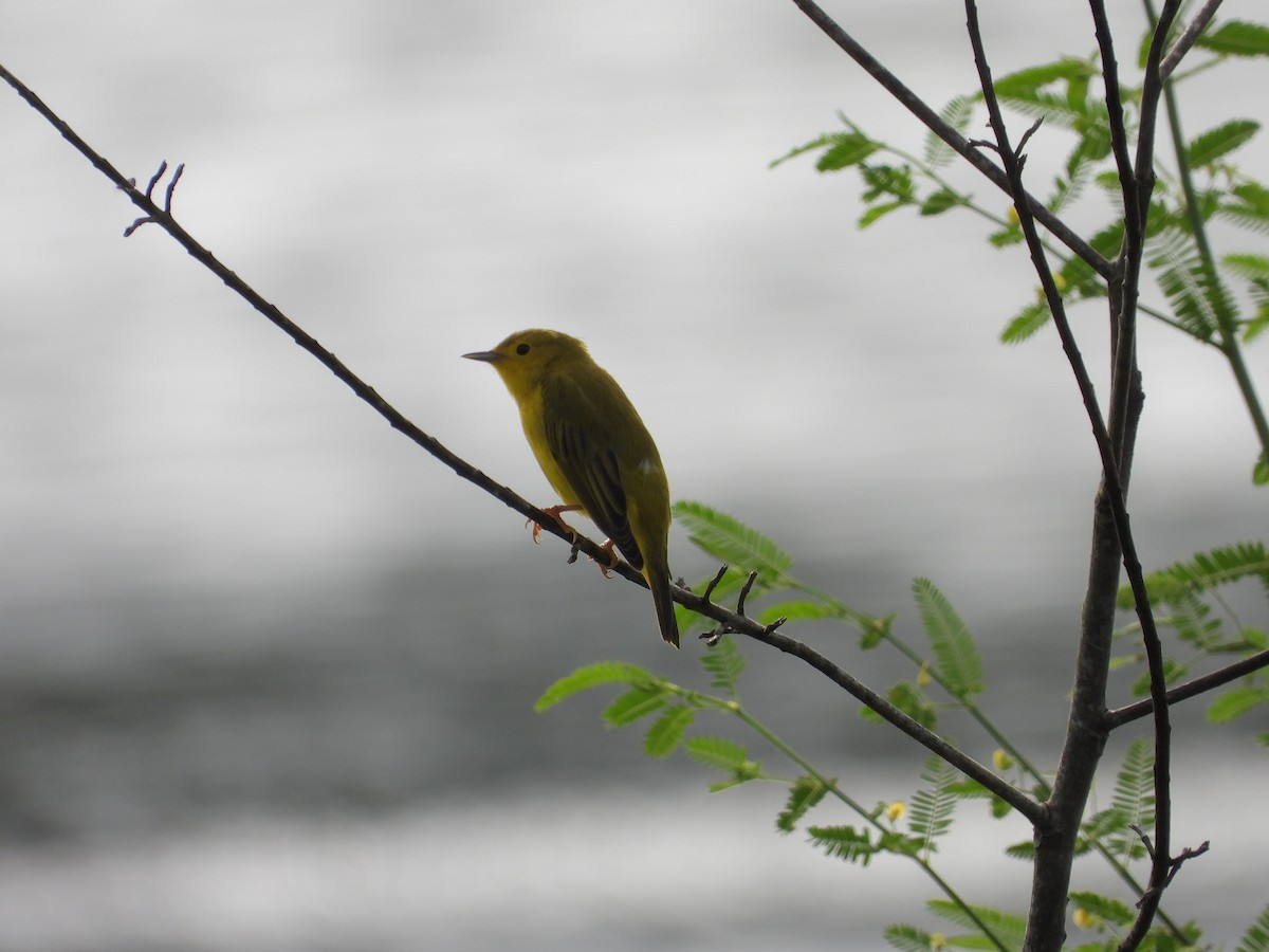 Northern Yellow Warbler - ML645252452