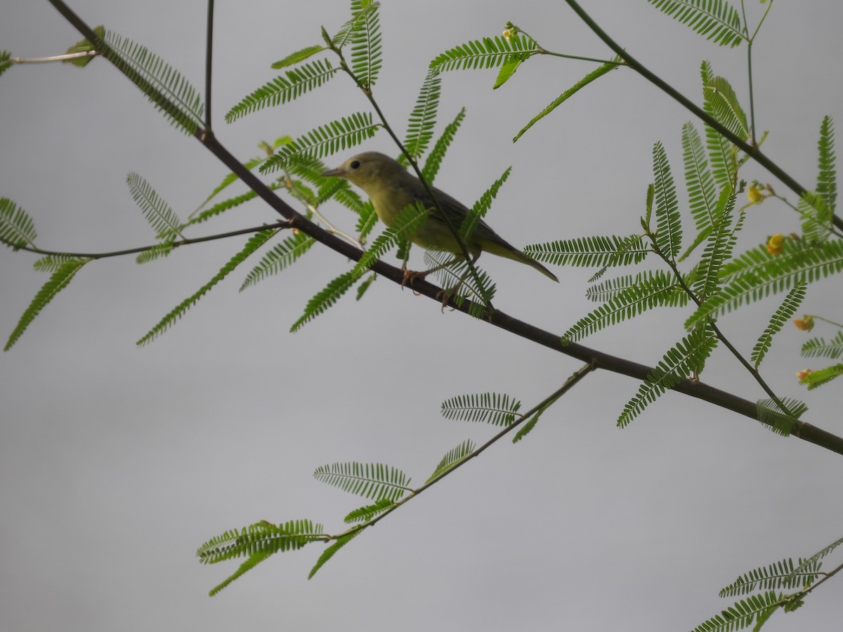Northern Yellow Warbler - ML645252453