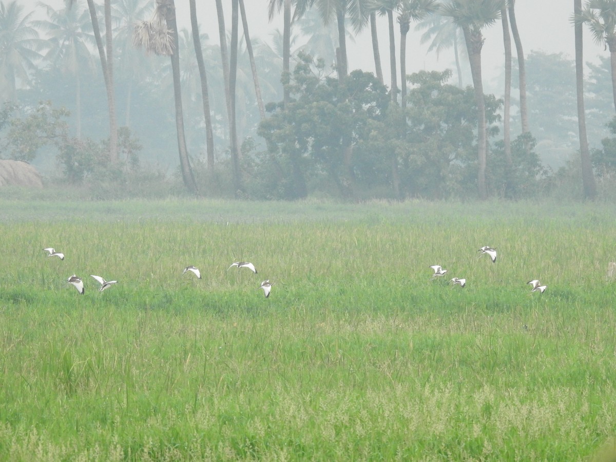 Pheasant-tailed Jacana - ML645252454