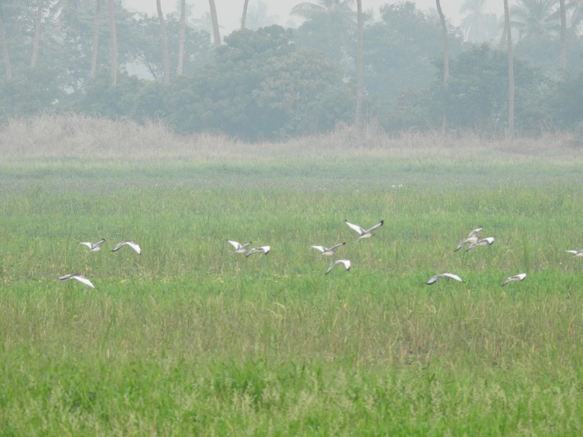 Pheasant-tailed Jacana - ML645252455