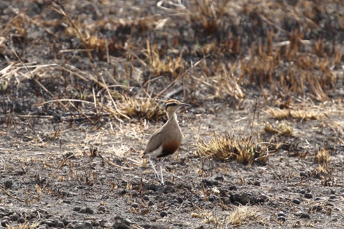 Temminck's Courser - ML645252465