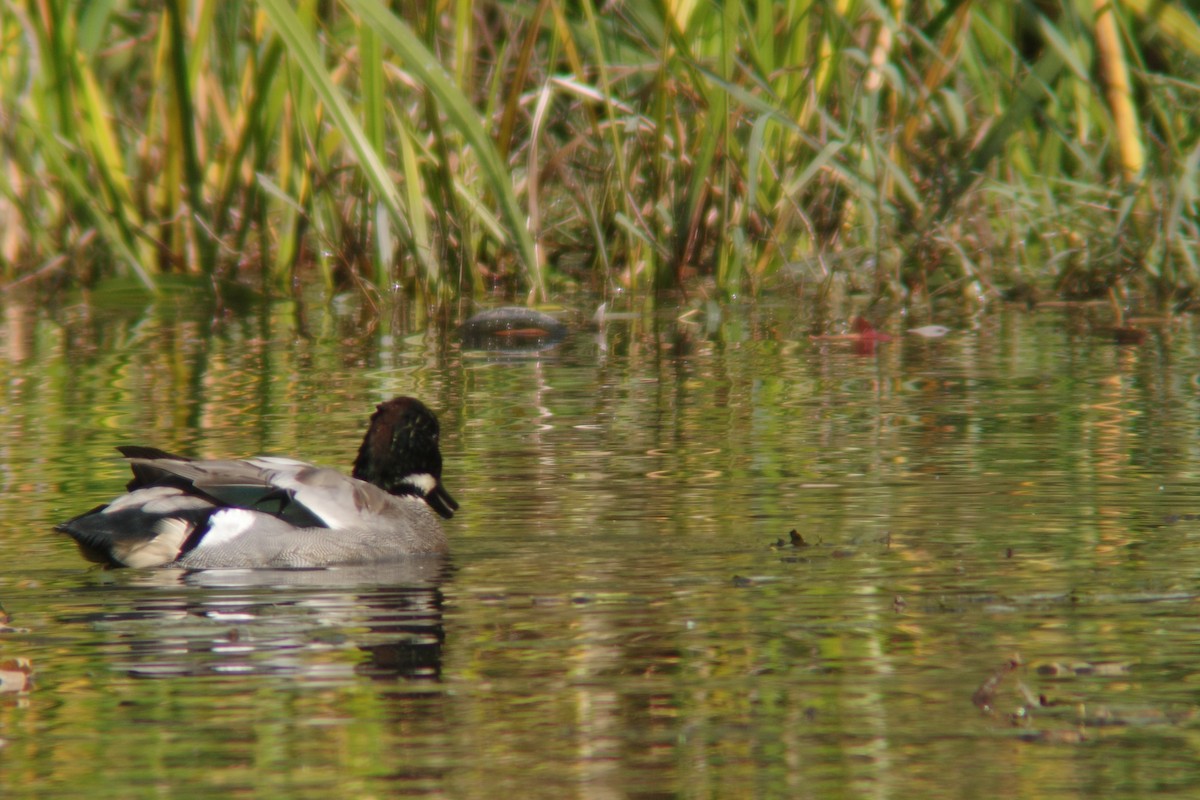 Falcated Duck - ML645252475