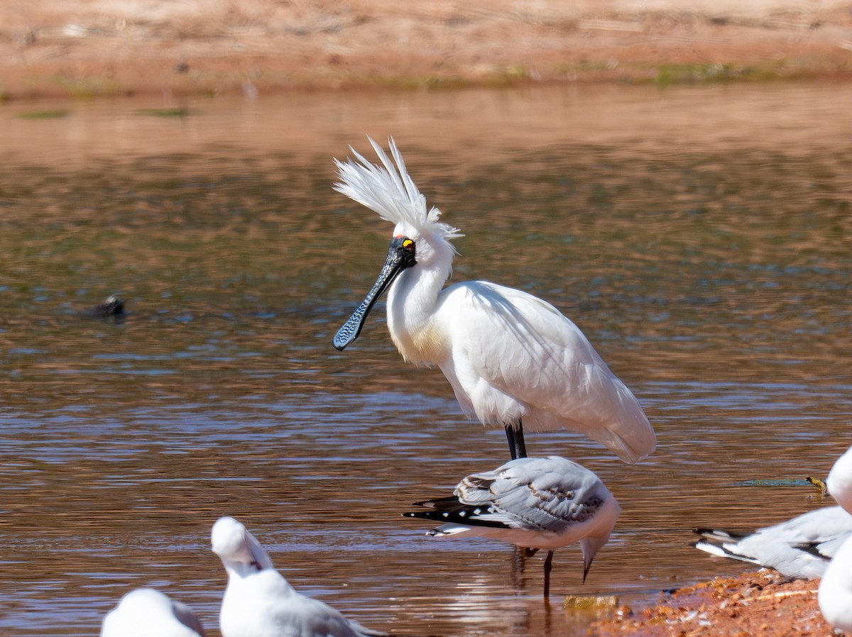 Royal Spoonbill - ML645252477