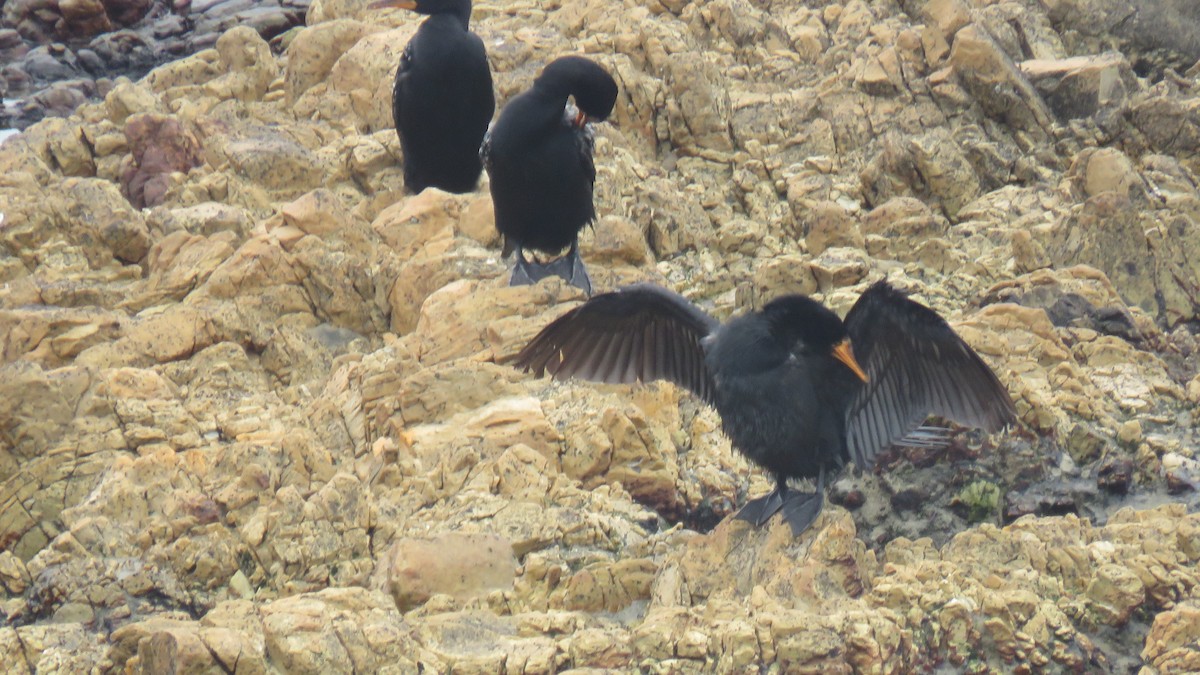 kormorán dlouhoocasý - ML645252479