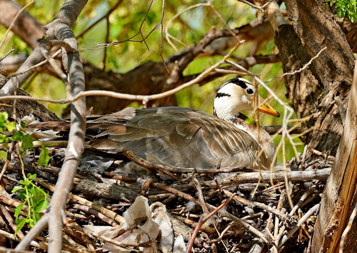 Гуска гірська - ML645252481