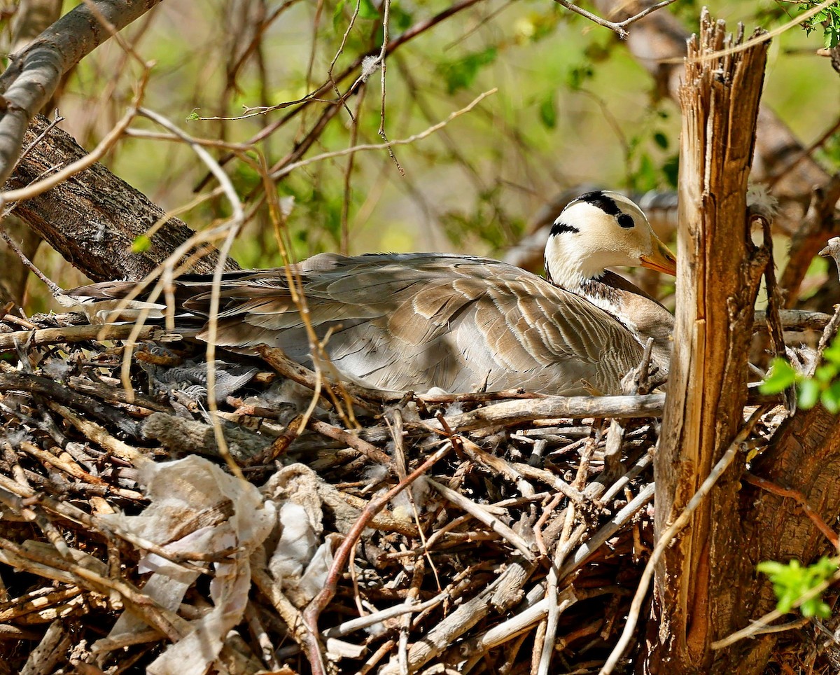Гуска гірська - ML645252482