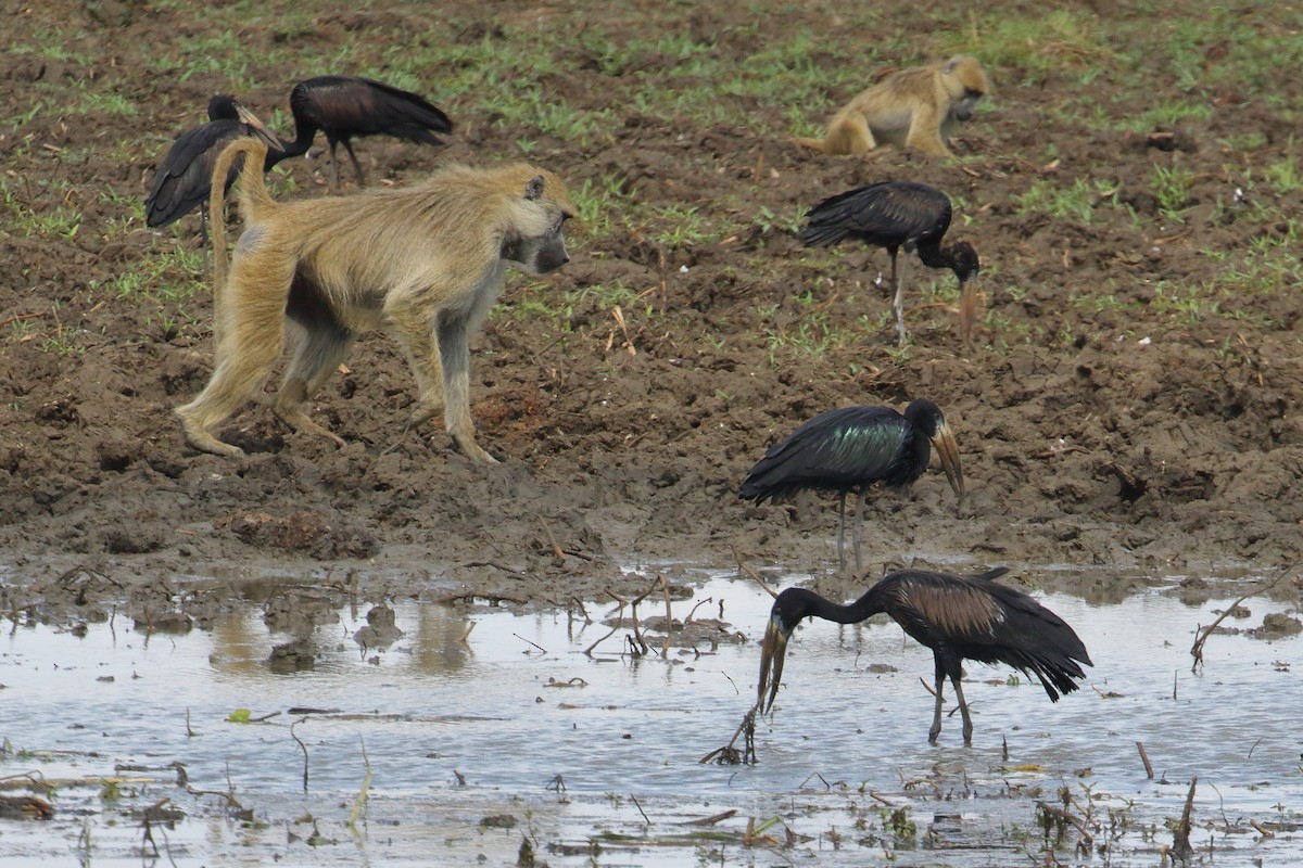 African Openbill - ML645252483